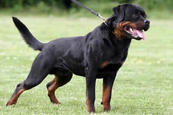 russian rottweiler puppies for sale