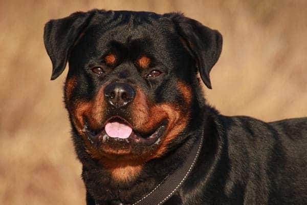 Are Rottweilers Dangerous: the Fierce and the Friendly About Rotties