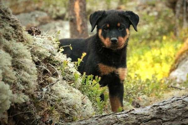 Are Rottweilers Good Hiking Dogs