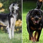 Greyhound Rottweiler Mix