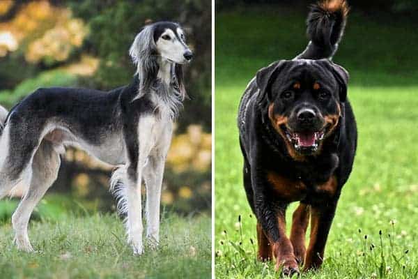 Greyhound Rottweiler Mix: the Speedy Security Dog with the Strong Personality