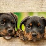 How to Choose a Rottweiler Puppy From a Litter