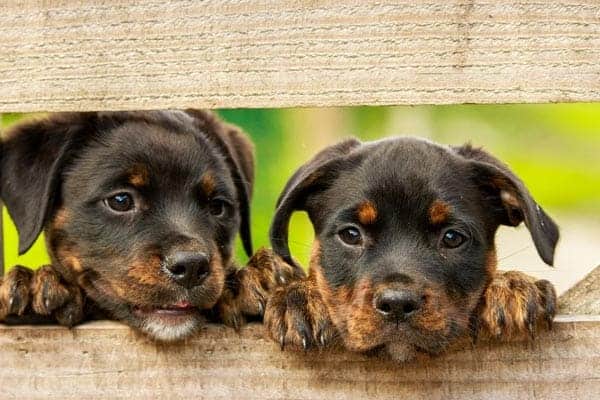 How to Choose a Rottweiler Puppy From a Litter: Tips to Select the Perfect Rottie
