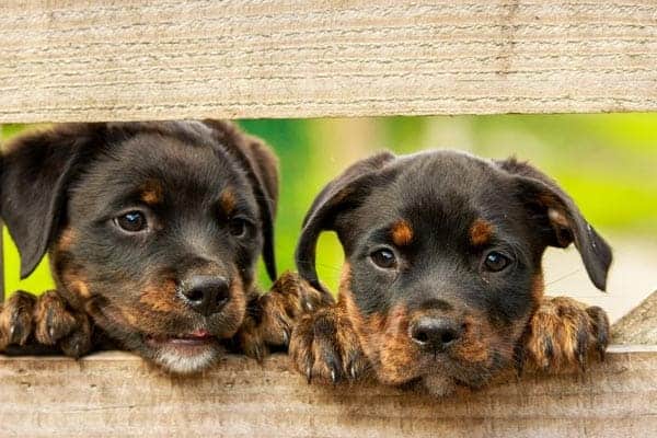 How to Choose a Rottweiler Puppy From a Litter