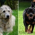 Irish Wolfhound Rottweiler Mix