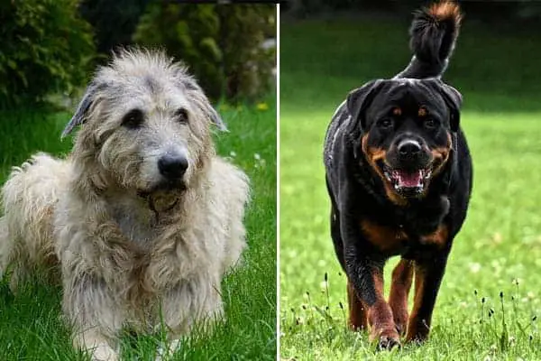 Irish Wolfhound Rottweiler Mix