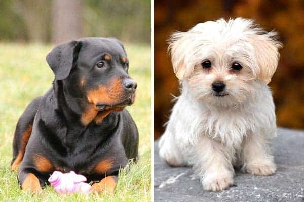 Rottweiler Maltese Mix: Meet This Smart, Fluffy and Feisty Hybrid Pup