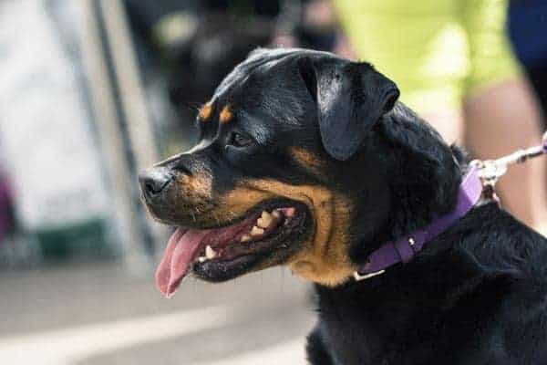 When Do Rottweiler Puppies Stop Biting: What to Expect As Your Teething Puppy Grows Up
