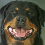 Why Do Rottweilers Growl