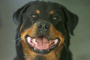 Why Do Rottweilers Growl