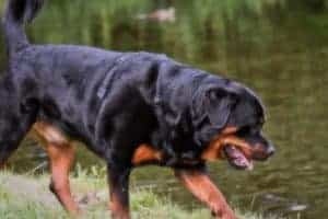 Why Do Rottweilers Have Short Tails