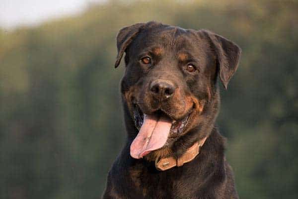 Why Does My Rottweiler Lick Me So Much: Learn the Surprising Truth