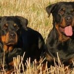 Will Two Male Rottweilers Get Along