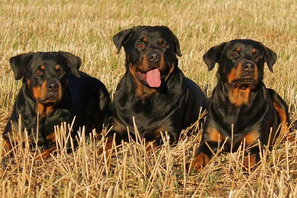 Why Do Rottweilers Growl: Learn What This Rottie Behavior Really Means | Anything Rottweiler