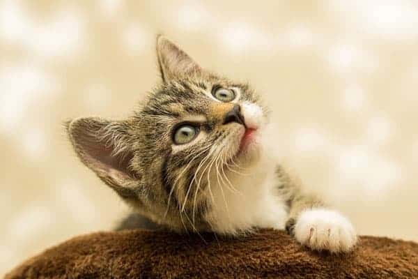 Are Rottweilers Good With Cats: the Truth About Felines and Rotties