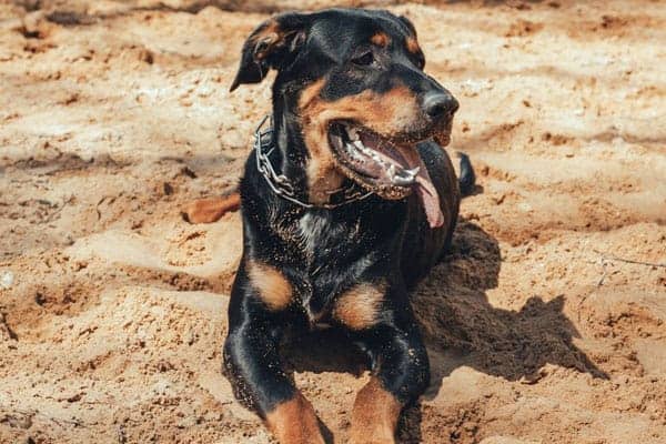 Can My Rottweiler Sleep Outside: Safety Factors to Consider