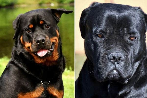 Cane Corso Rottweiler Mix