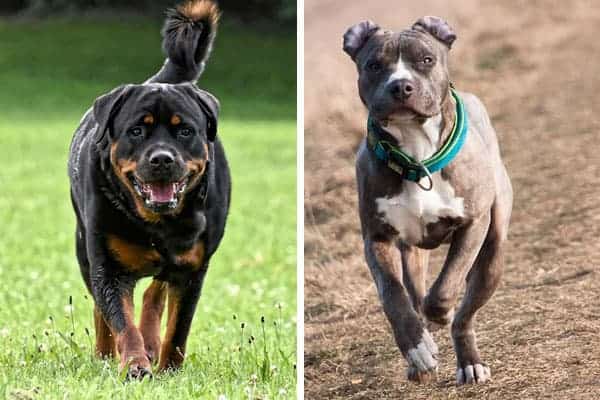 Do Rottweilers Get Along With Pitbulls: the Truth About Rotties and Pitties