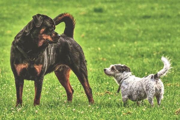 Do Rottweilers Get Along With Small Dogs: Why This May Not Be the Best Combination