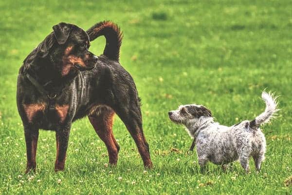 Do Rottweilers Get Along With Small Dogs