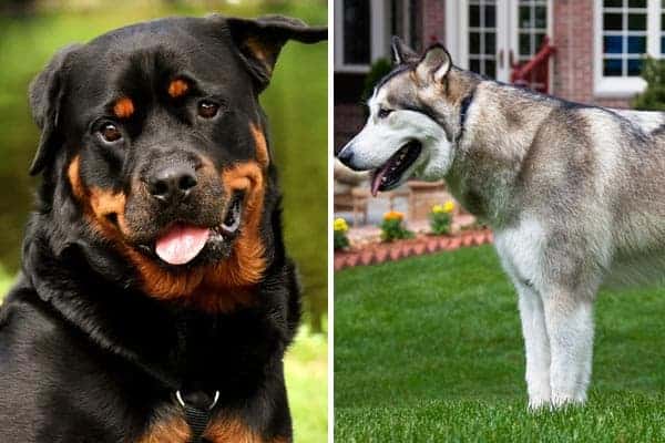 Malamute Rottweiler Mix