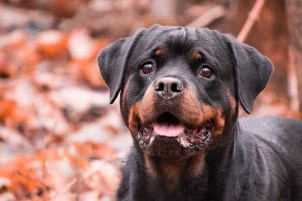 Why Do Rottweilers Sleep On Their Back