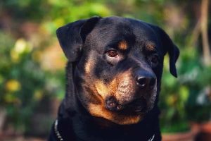 Rottweiler Bite Force: How Strong Is the Rottweiler's Jaw? | Anything ...