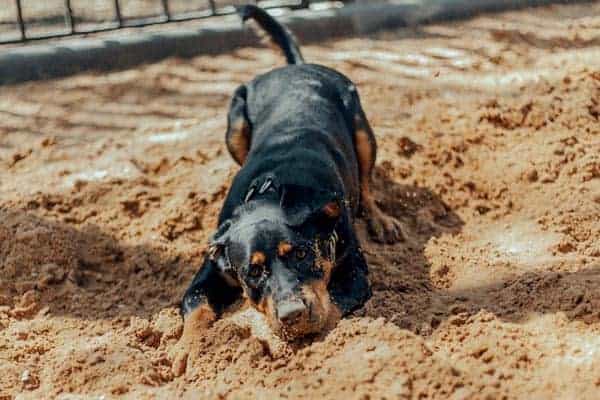 Are Rottweilers Lazy