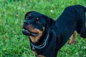 How to Stop My Rottweiler From Jumping On Me