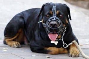 How to Teach Your Rottweiler How to Attack