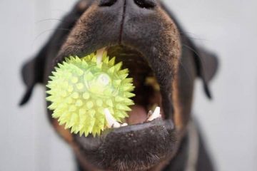 When Do Rottweiler Puppies Lose Their Teeth