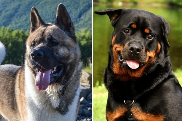 The Majestic Akita Rottweiler Mix Get Brawn And Beauty Anything Rottweiler