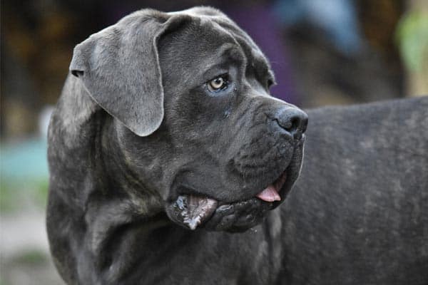 Cane Corso