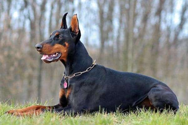 Doberman