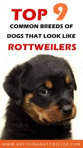 Dogs that Look Like Rottweilers