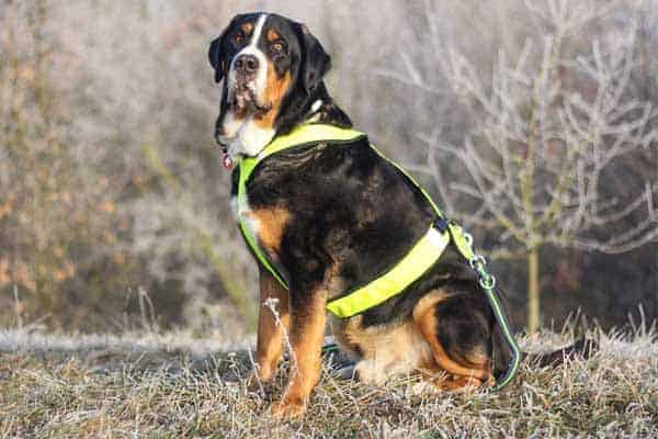 Greater Swiss Mountain Dog