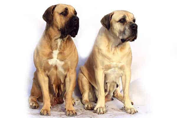 Mastiff Group