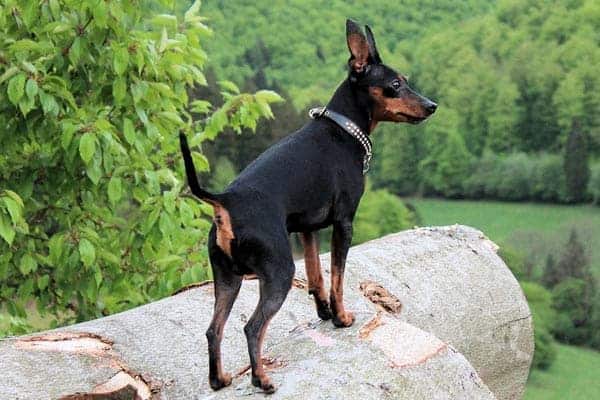 Miniature Pinscher