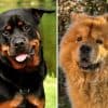 Rottweiler Chow Mix: How It Is Not Much of an Enigma