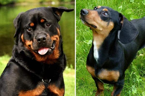 Rottweiler Dachshund Mix