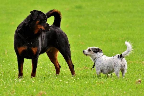 best companion dog for rottweiler