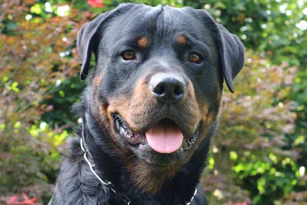 dogs that look like rottweilers