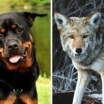 Rottweiler vs Coyote