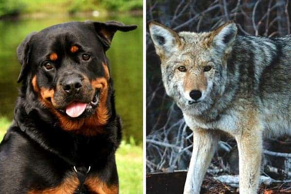 Rottweiler vs Coyote