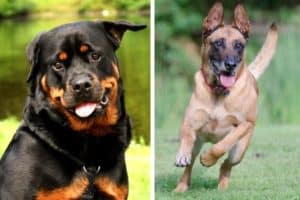 Belgian Malinois Rottweiler Mix: Beauty and Brawn? | Anything Rottweiler