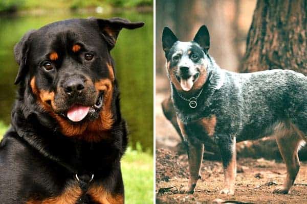 Blue Heeler Rottweiler Mix: How is More Compatible than You Think