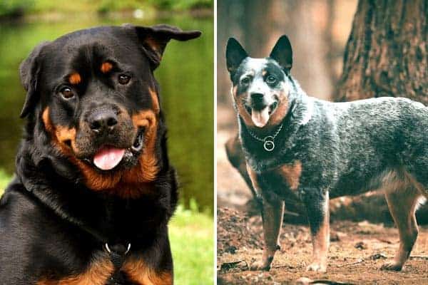 Blue Heeler Rottweiler Mix