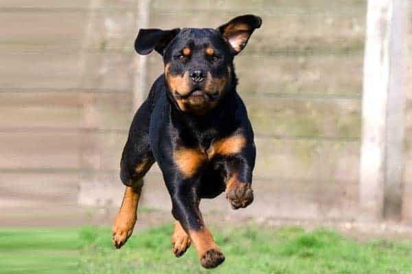 Do Rottweilers Shed and What Should You Expect When Shedding Season Starts