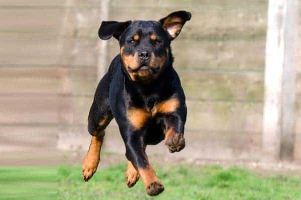 Do Rottweilers Shed