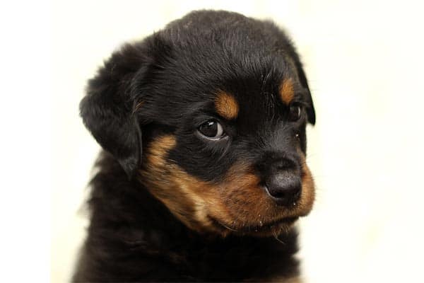 Miniature Rottweiler